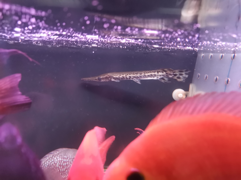 多地鳄雀鳝抓捕最新消息,鳄雀鳝来者不善随意放生涉嫌违法