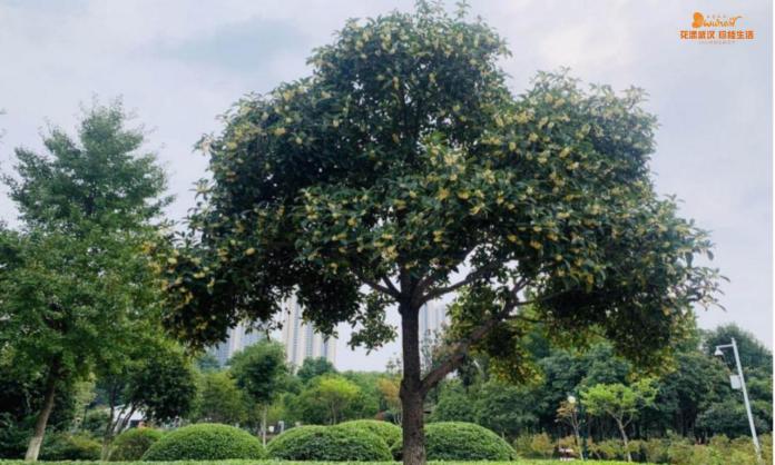 武汉花博汇花展,武汉花展最新消息