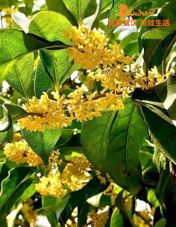 武汉花博汇花展,武汉花展最新消息