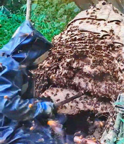 野蜂窝里“捅”出致富好产业