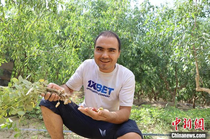 趁“枣”致富*疆新**兵团南部农场6.4万余亩红枣丰收在望