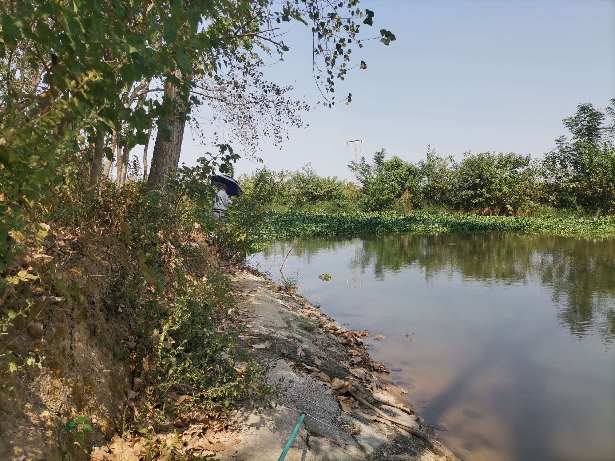 喂鱼趣事,享受喂鱼的全过程