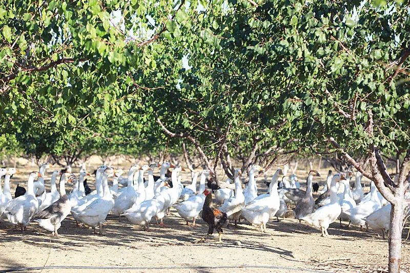 霍城养殖基地,庭院养殖使农民致富