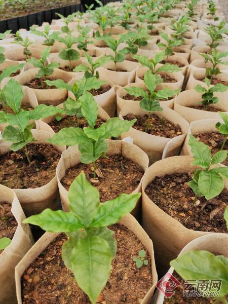 保山小粒咖啡未来的发展趋势,云南保山小粒咖啡发展规划