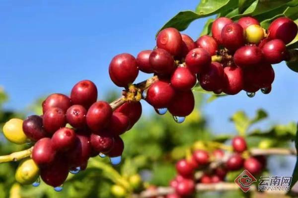 保山小粒咖啡未来的发展趋势,云南保山小粒咖啡发展规划