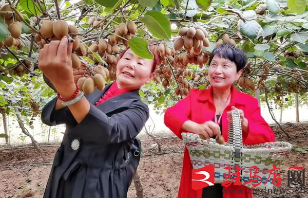 小小猕猴桃托起致富梦,小小猕猴桃