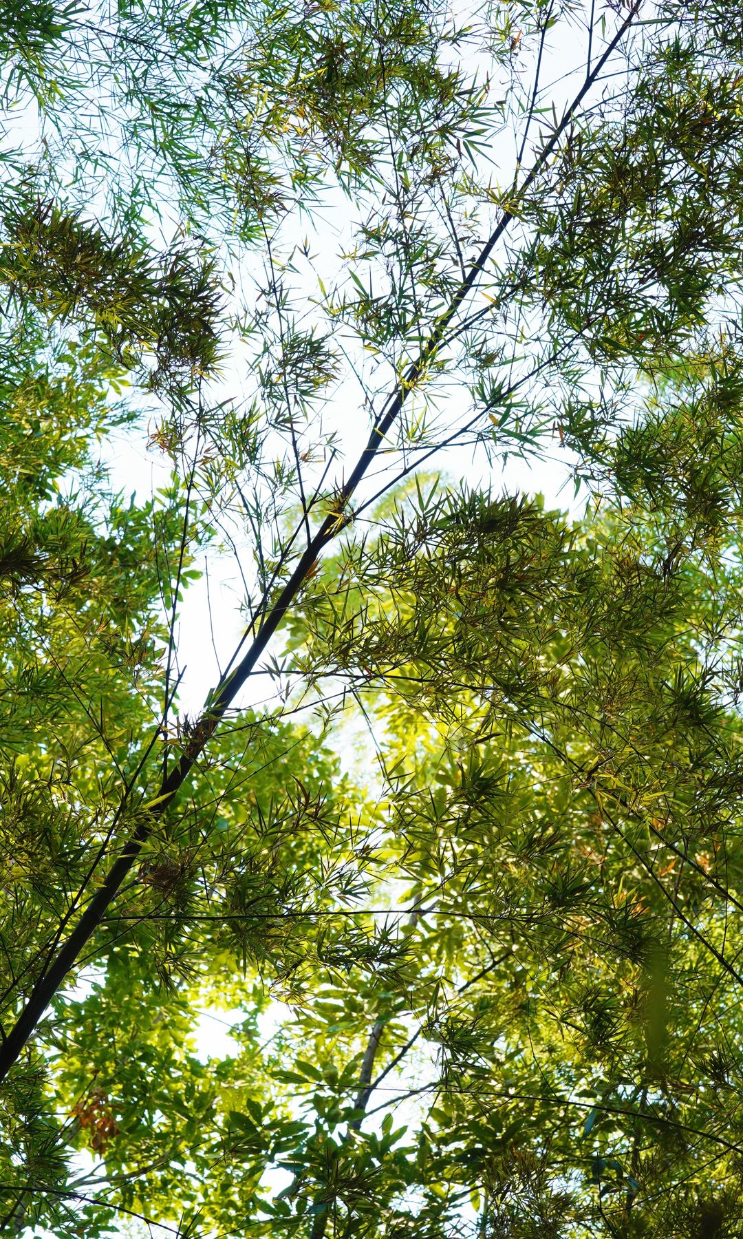 寻秋鄂城｜奋进泽林，勇毅前行