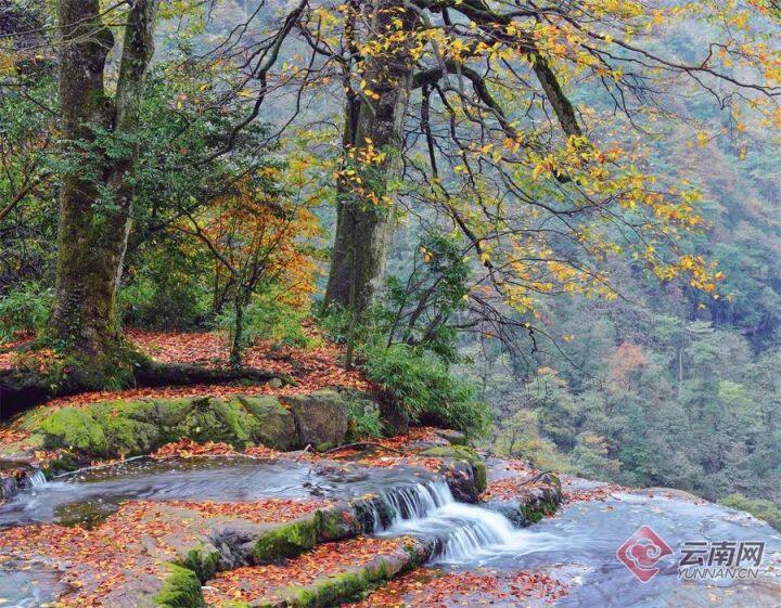昆明最美的秋天,别眨眼带你看花海