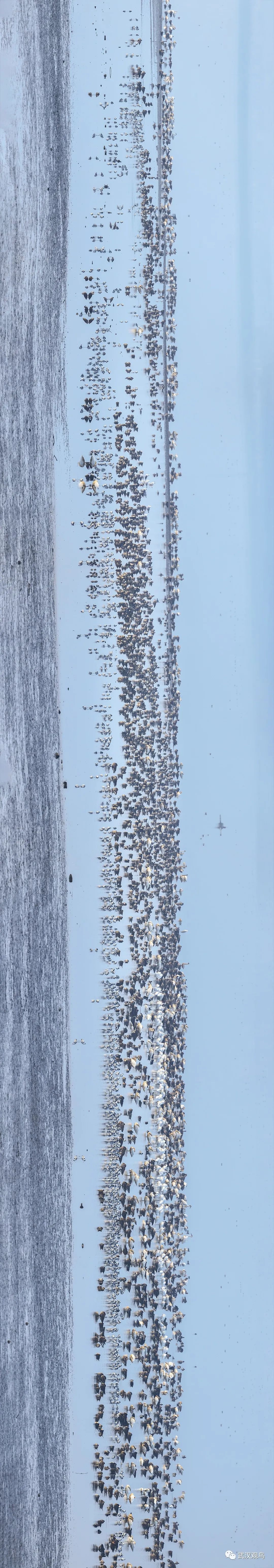 招募环保小卫士,沉湖湿地巡护人员