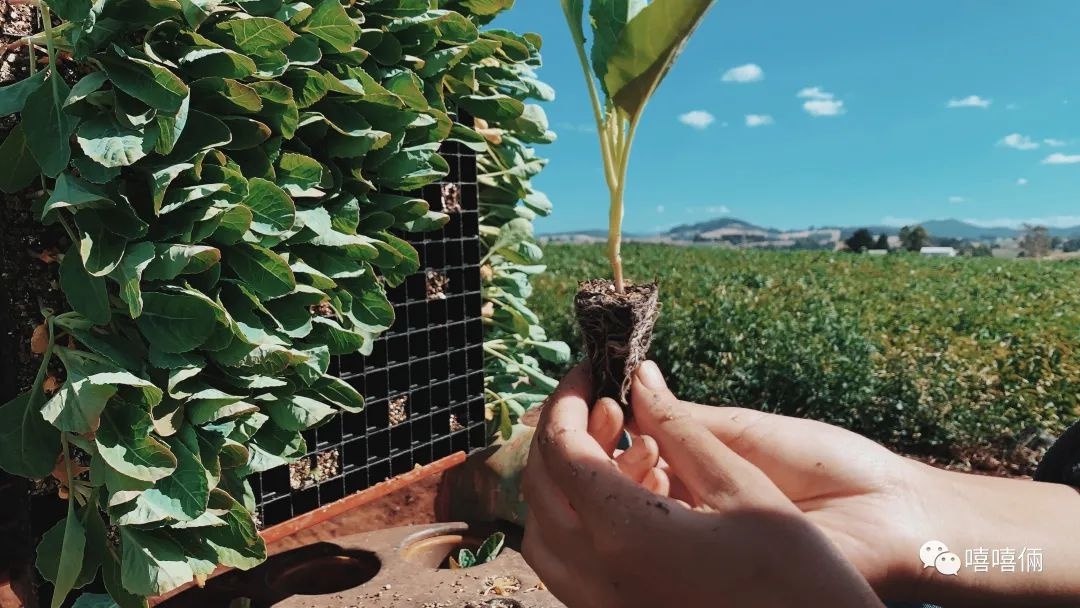 在澳洲摘葡萄的女孩,22岁女生澳洲打工度假
