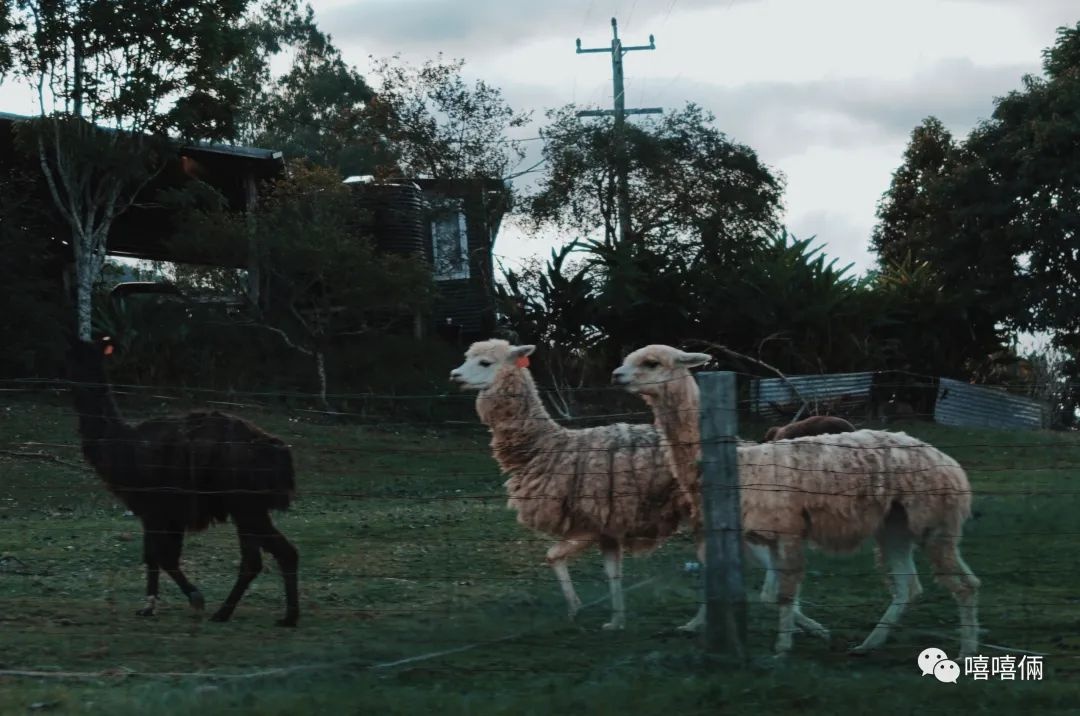 在澳洲摘葡萄的女孩,22岁女生澳洲打工度假