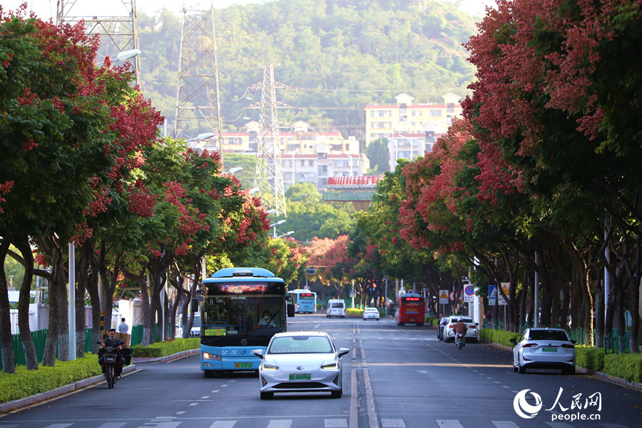 厦门街头的果实,厦门粉色栾树