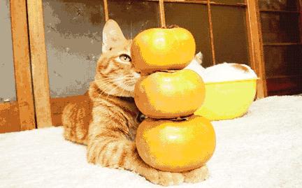 吃柿子会患胃结石吗,吃甜柿子会得柿结石吗