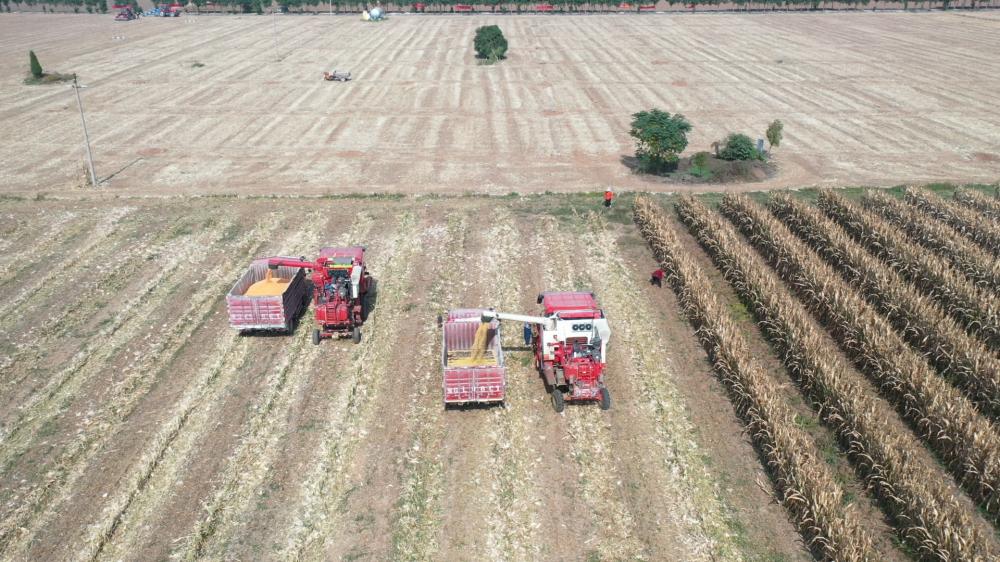 获嘉县大豆玉米复合种植补贴,河南大豆玉米复合种植