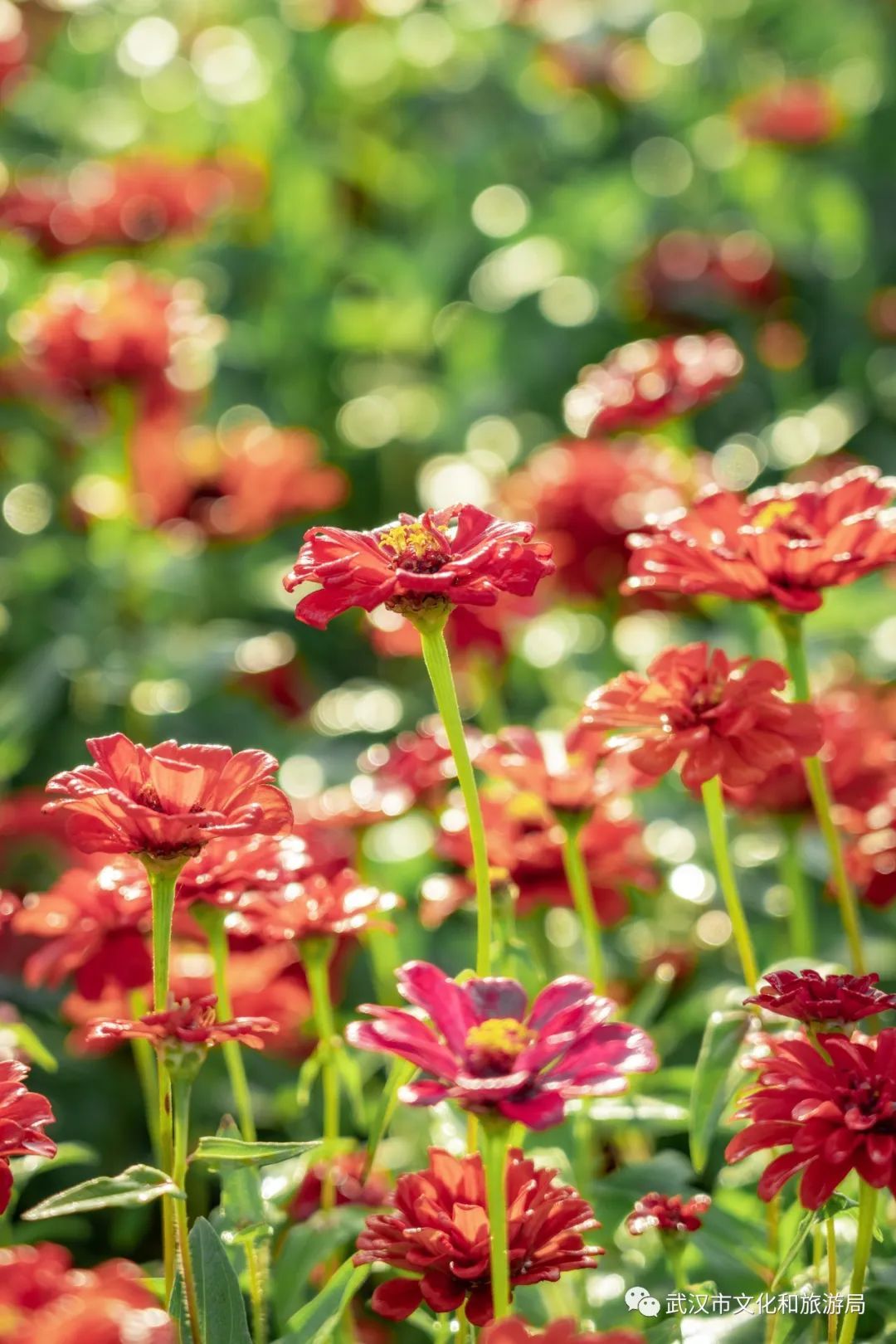 一片花海怎么拍,怎么拍一片花海