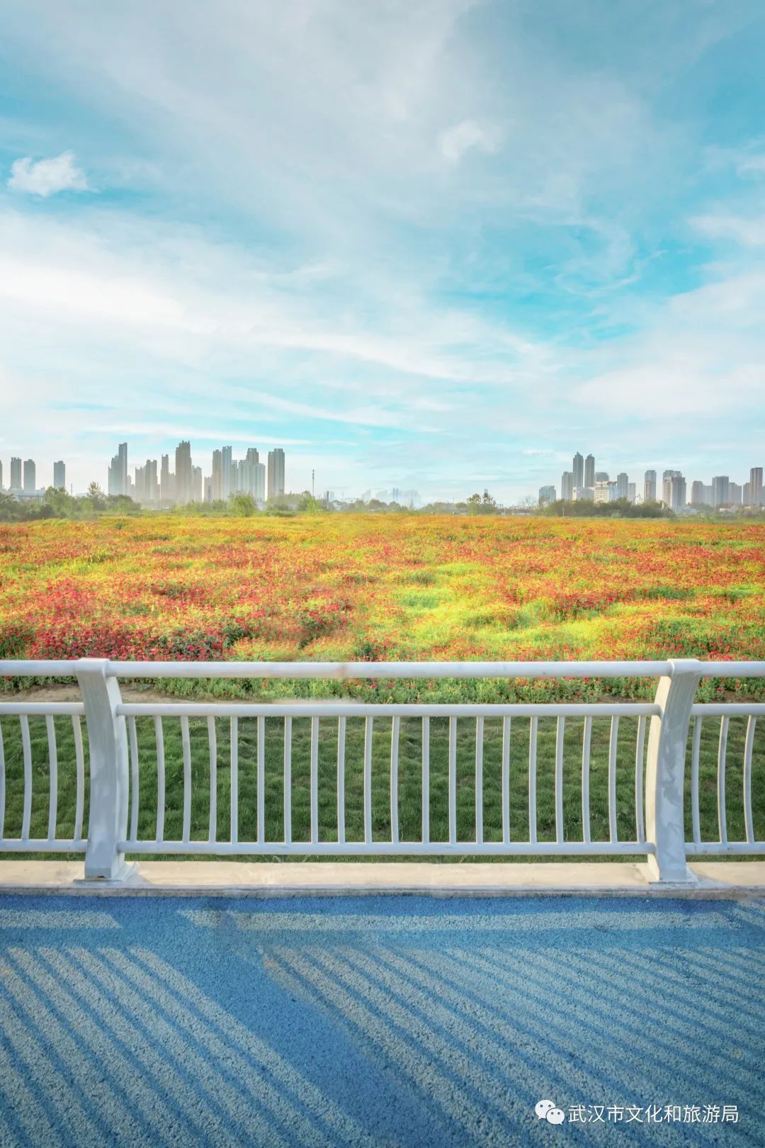 怎么拍一片花海,一片花海怎么拍