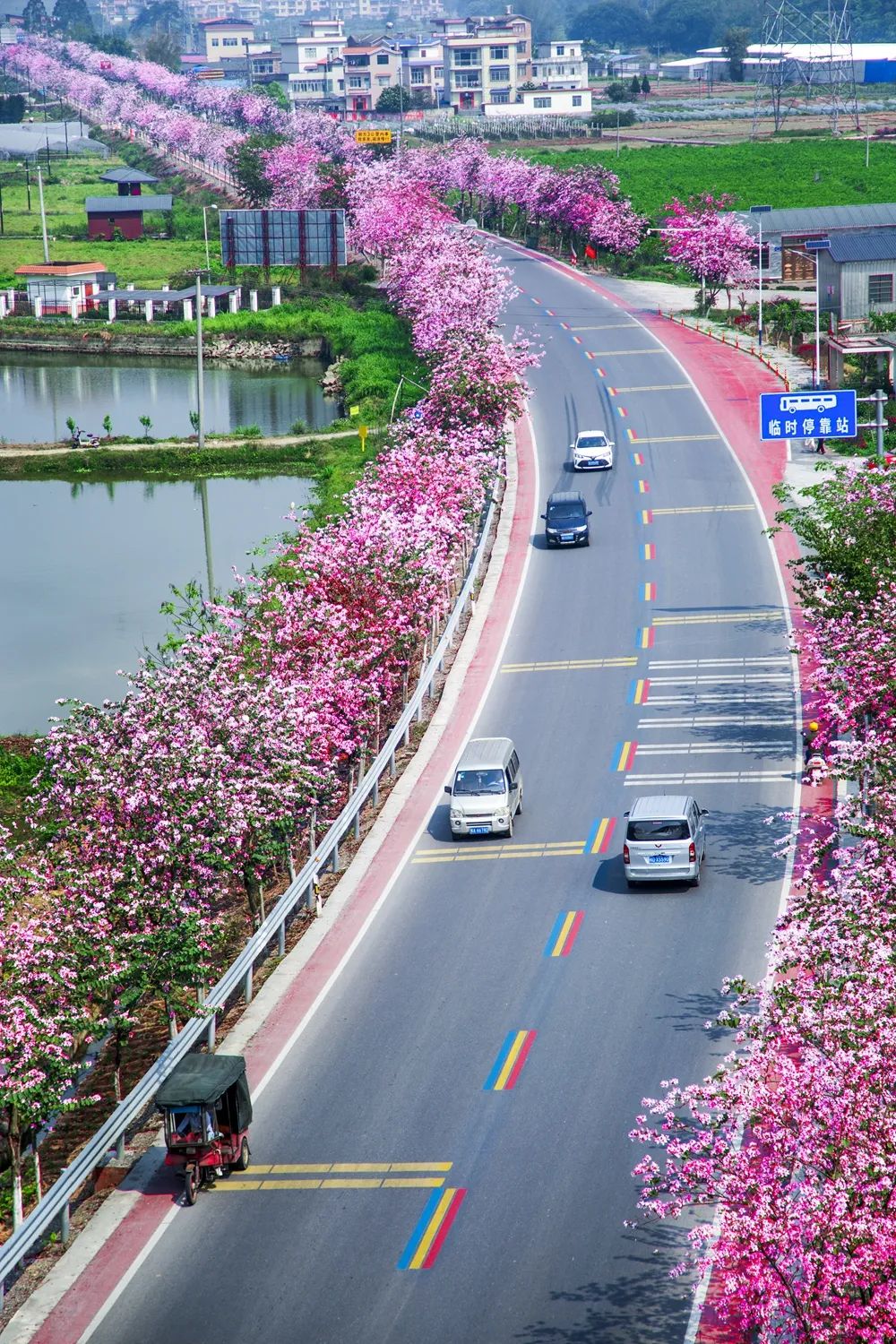 “彩虹公路”+宫粉紫荆，美成蒙山新名片