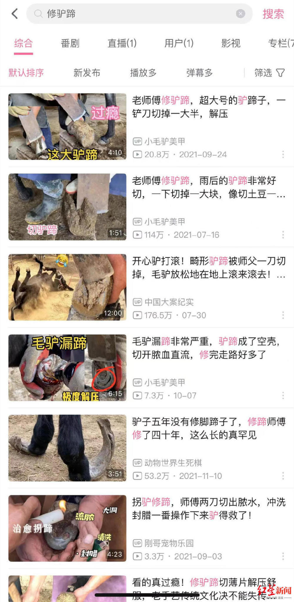 修驴蹄洗地毯解压视频,修驴蹄放血放脓驴疼吗
