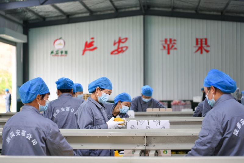 小苹果扶贫致富,小苹果脱贫大产业