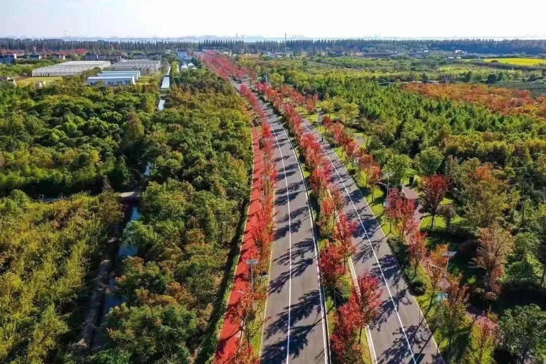 上海赏枫最佳去处,上海本地赏枫最佳地方