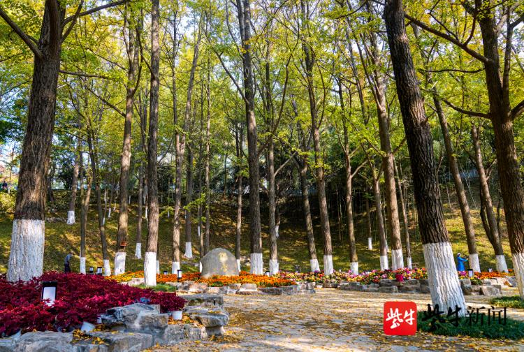 南京观银杏最近最美去处,南京赏银杏好去处