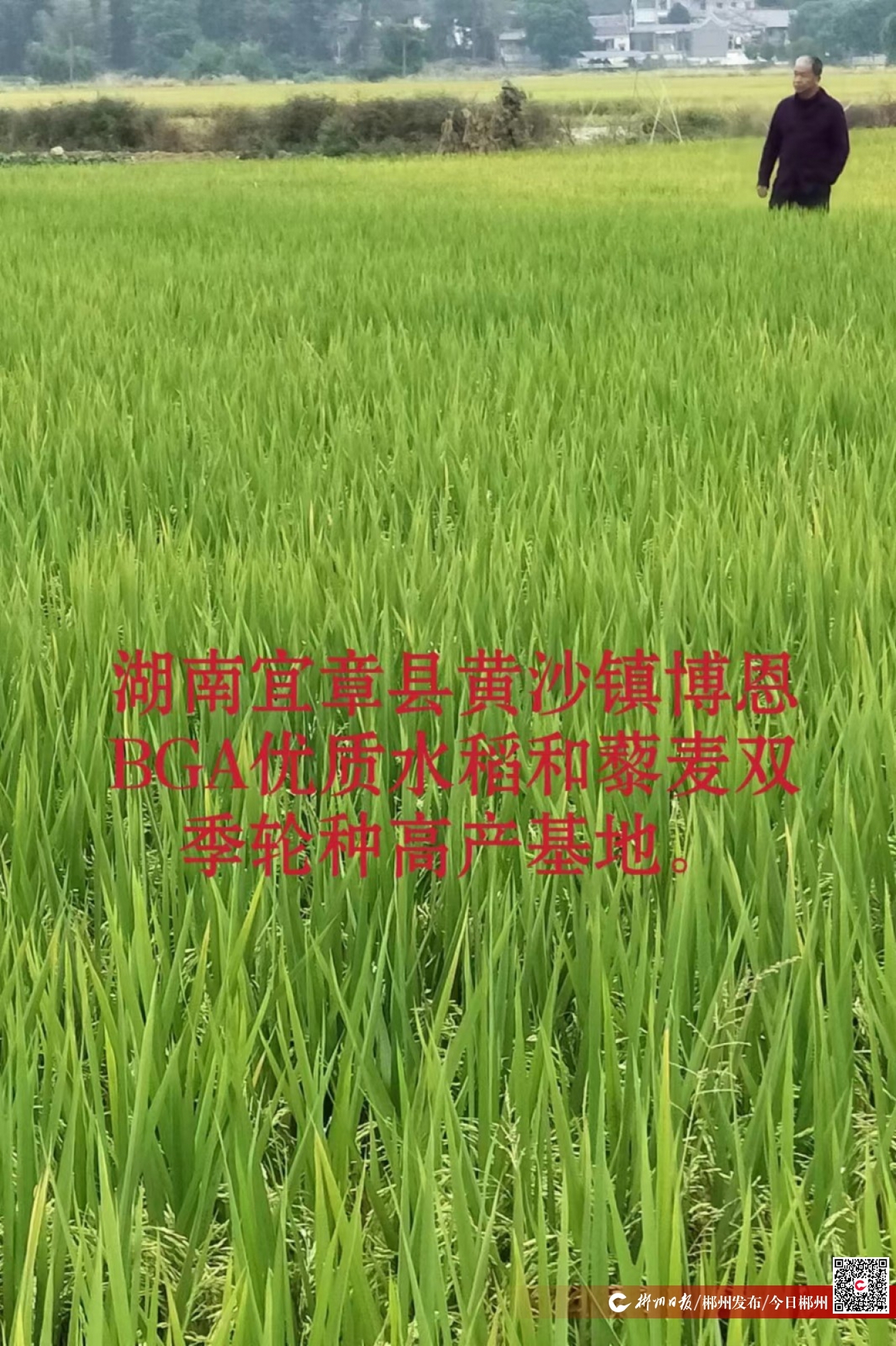 倔老头创作的原声,倔老头玉林