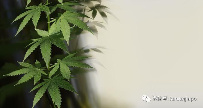 卡塔尔和新加坡哪个离中国最近,新加坡卡塔尔世界杯