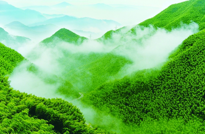 竹产业发展以竹代塑,如何赋能传统竹产业