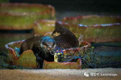 新加坡夜间动物园演出,新加坡夜间动物园表演预约