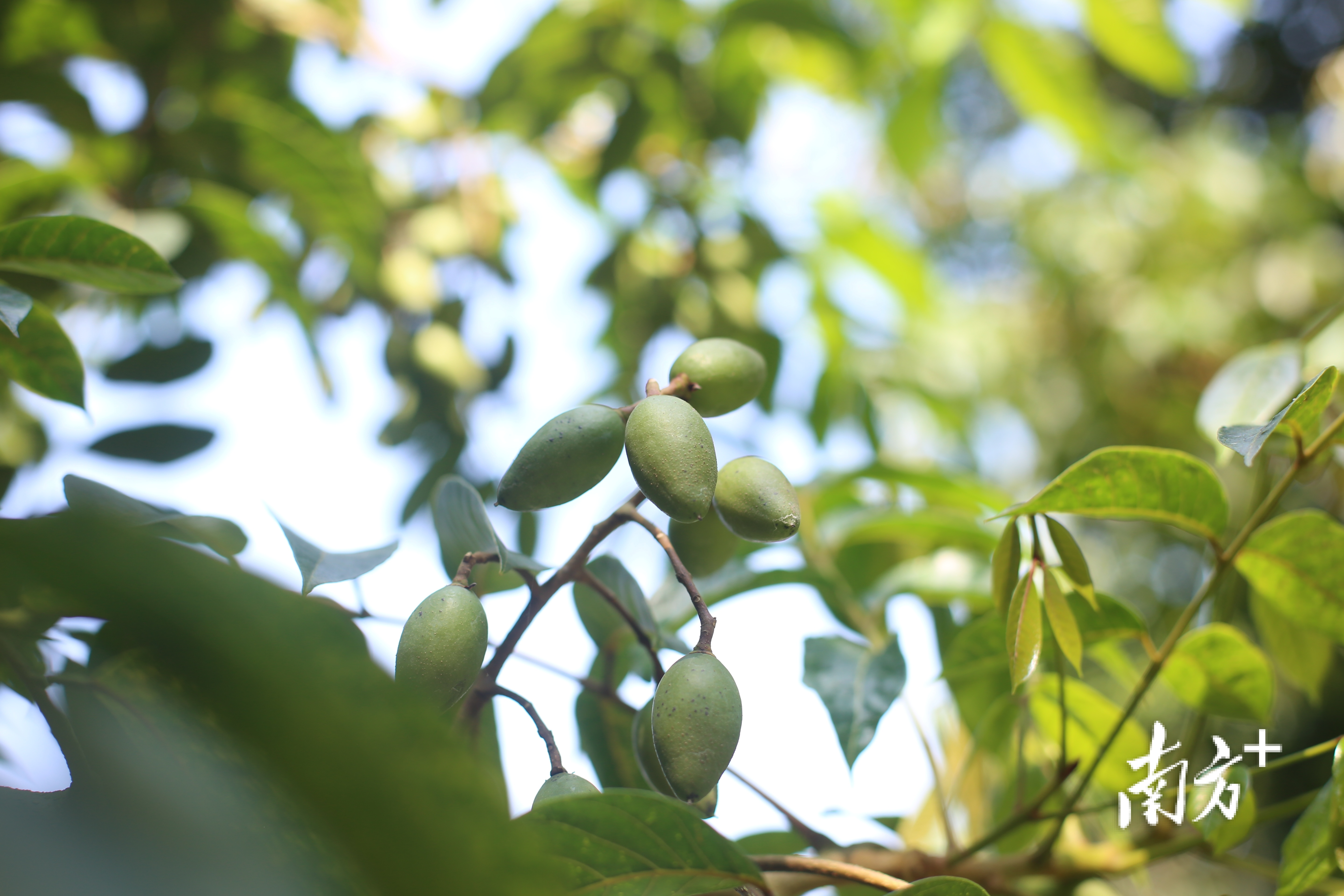 黄橄榄和橄榄的区别,橄榄与石橄榄有什么区别