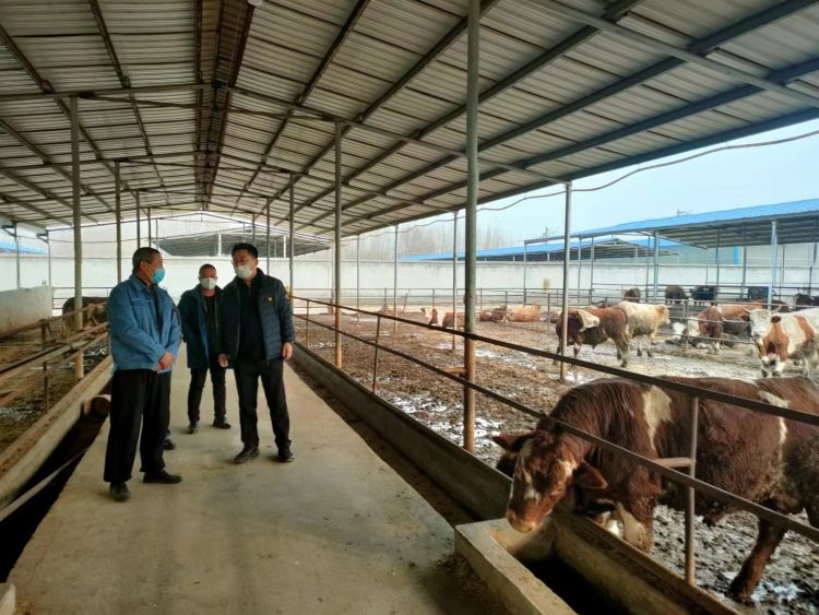 壮大村集体经济临淄探秘｜年增收50万元“一头牛”给金岭南村带来的致富路