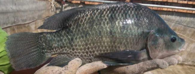 海大百容鲫价格,海大百容水产种苗