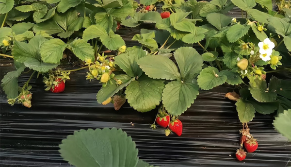 上海青浦草莓采摘基地,金山草莓和青浦草莓