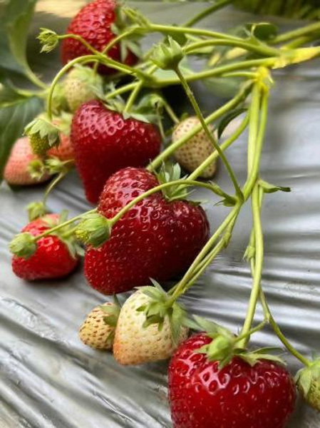 上海青浦草莓采摘基地,金山草莓和青浦草莓