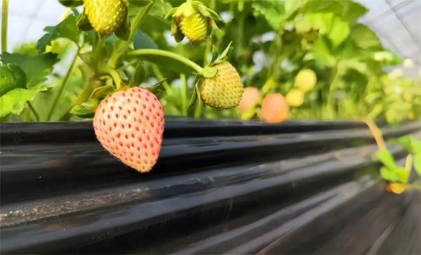 上海青浦草莓采摘基地,金山草莓和青浦草莓