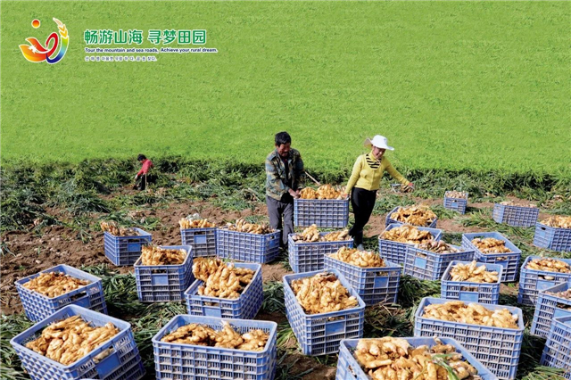 威海“姜”山如此多娇，引无数英雄竞折腰