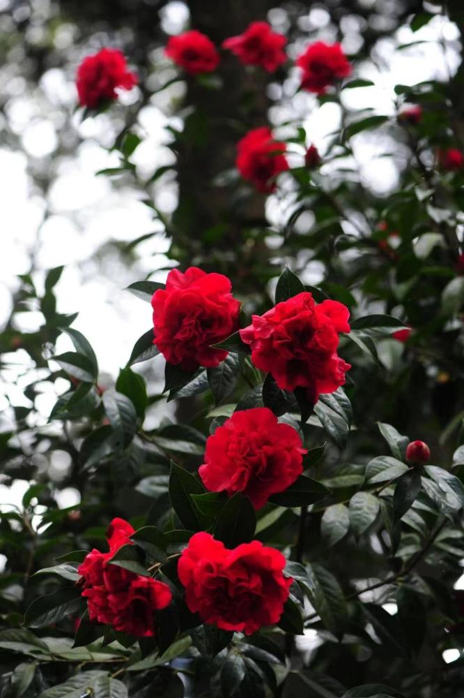 昆明春节旅游攻略图文介绍,兔年春节这份攻略带你玩转昆明