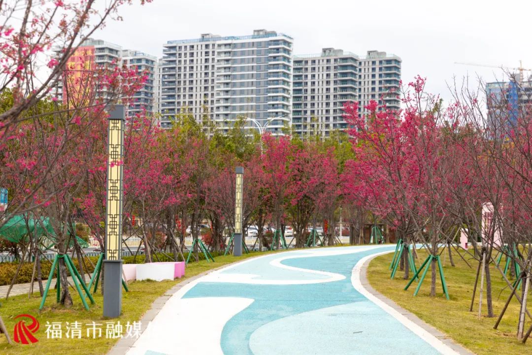 福清看樱花的地方,福清樱花圣地