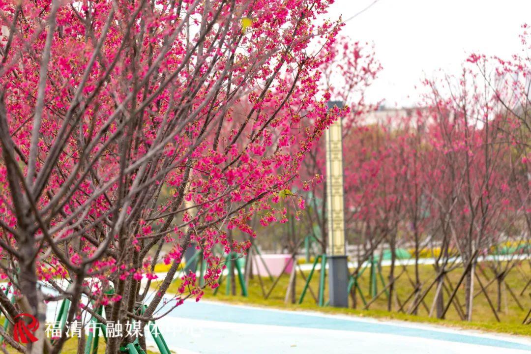 福清赏樱花,福清粉色樱花