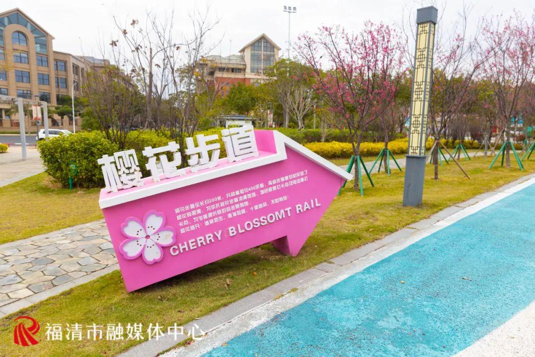 福清赏樱花,福清粉色樱花