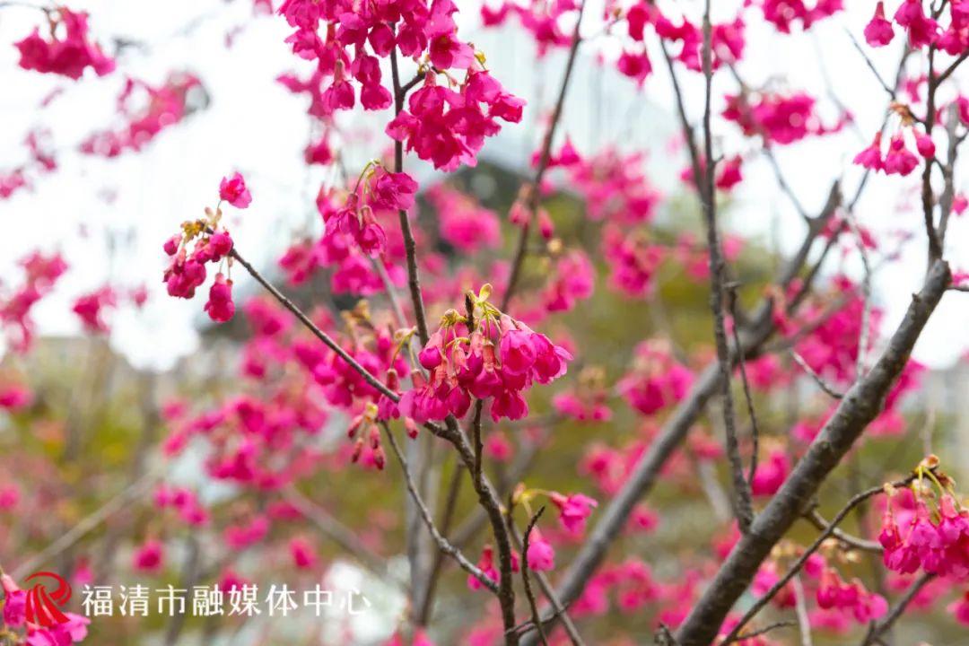 福清赏樱花,福清粉色樱花