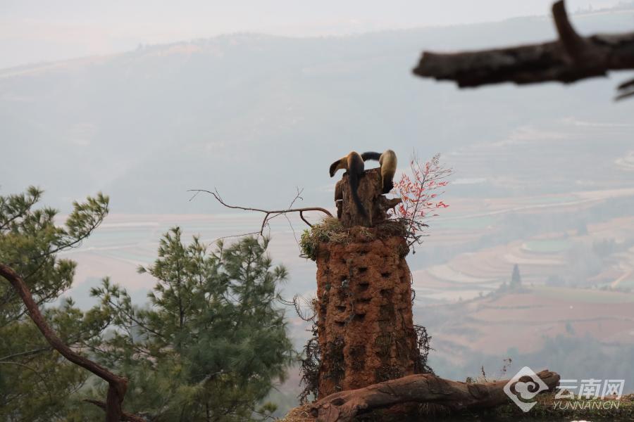 会泽县黑颈鹤保护管理局,云南会泽黑颈鹤保护区