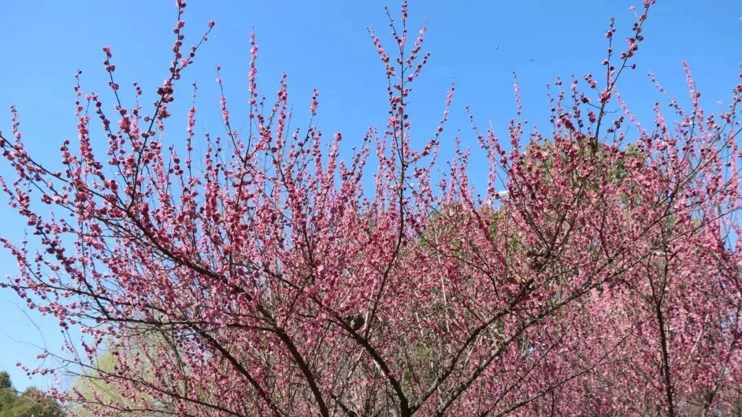 合肥最美赏梅地,合肥春季周边自驾一日游最佳路线