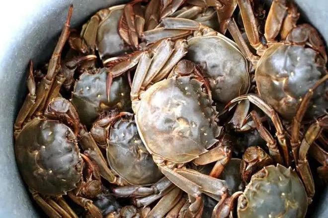 蟹苗怎么选成活率高,蟹苗养殖技术与方法