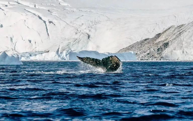 谁花了20万去南极找罪受？？