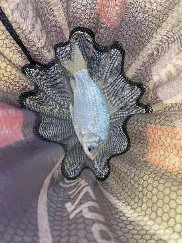 无双鲤刚劲版钓鱼竿,无双鲤典藏版鱼竿什么样