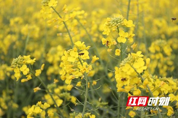 新田油菜花开扮靓乡村春景,油菜花开蜜蜂采蜜