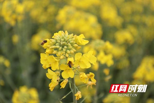湖南新田油菜花,永州新田油菜花开壮观如雪景组图