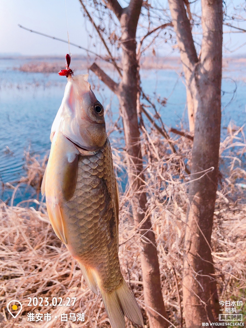 白马湖禁止钓鱼吗,白马湖朝阳河禁钓吗