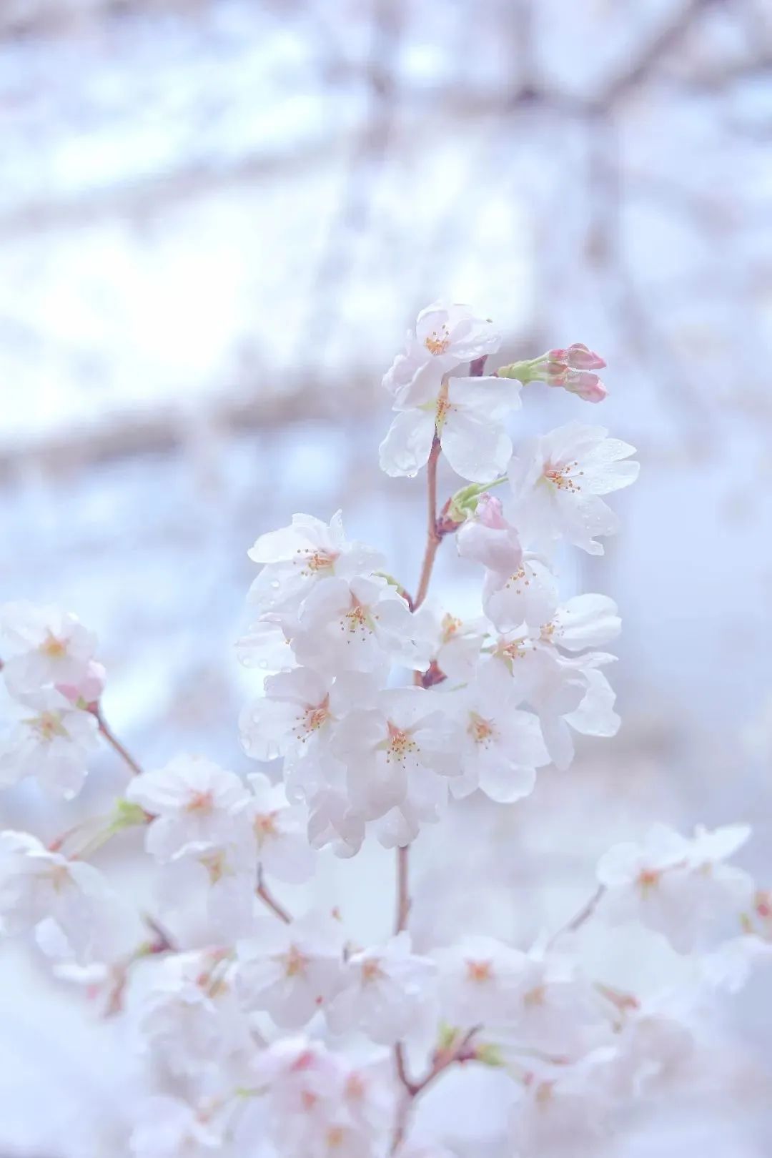 春日赏花先识花，识花先看这一篇~